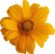 Logo fleur